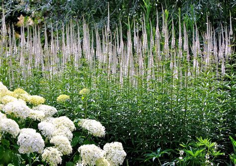 Bei sissinghurst denkt jeder englische. The wonderful white garden from Sissinghurst | Der weiße ...