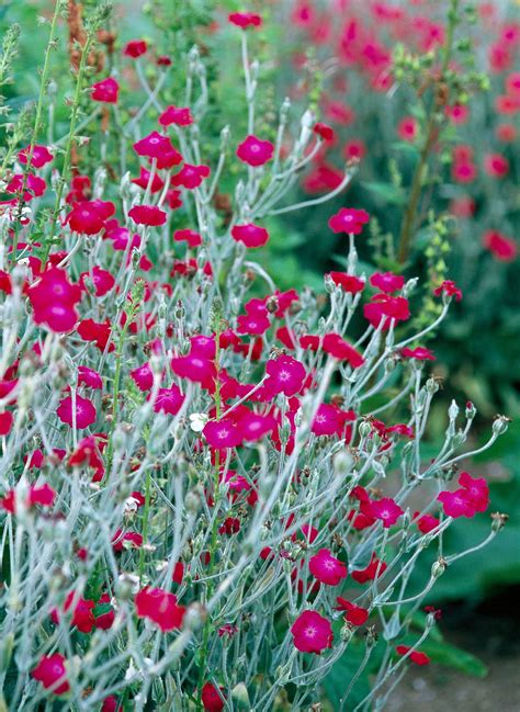 23 Plants With Silver Foliage To Help Your Garden Shine