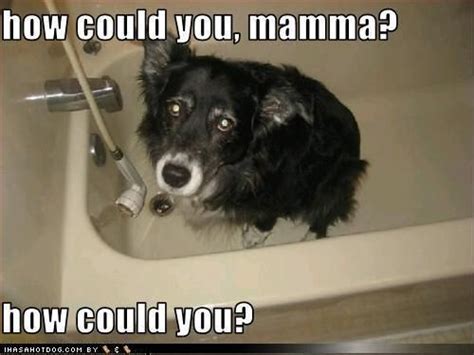 See, rate and share the best border collie memes, gifs and funny pics. 18 Best Border Collie Memes of All Time | Page 2 of 5 | The Paws