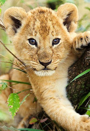 Baby Lion Lion Baby Lion Animal Pictures Pics And Animal Wallpapers
