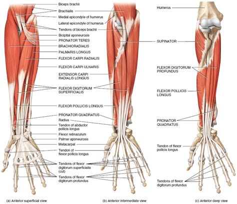 Forearm Muscles Origin Insertion Nerve Supply Action How To Relief