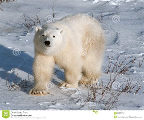 Cute Polar Bear Cub Stock Photography Image 35977712