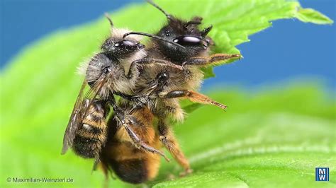 Solitary Bees Honeymoon Youtube