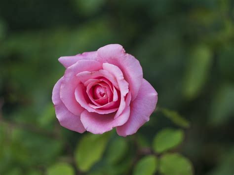 Rose Blütenblätter Blume Kostenloses Foto Auf Pixabay Pixabay
