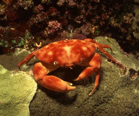 A Deep Sea Red Crustacean Sea Crab Life Under The Sea Deep Sea