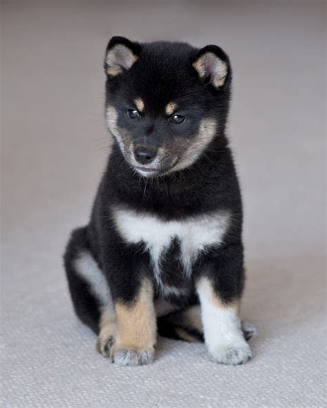 What Is The Dog Breed Shiba Inu Puppies