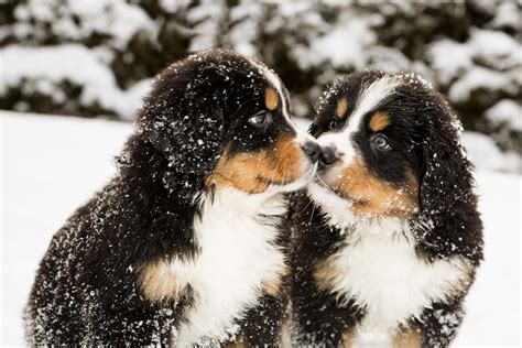 Best Winter Dog Breeds