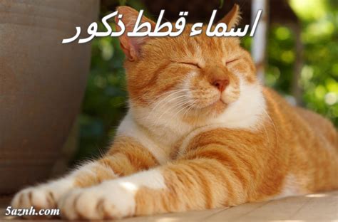 اسماء قطط ذكور عربية مضحكة