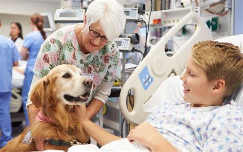 Pet Terapia Saiba O Que é E Quais Benefícios Para Os Pacientes