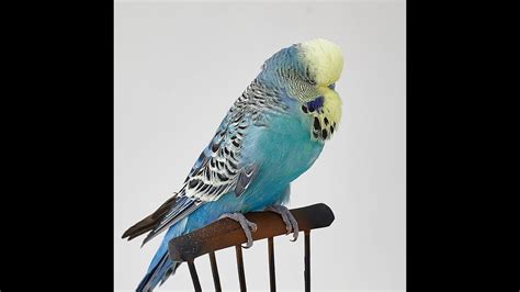 Try Not To Laugh Talking Budgie Try Not To Laugh Budgies Laugh