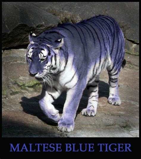 Maltese Blue Tiger By Sphynxette On Deviantart Wild Cats Rare