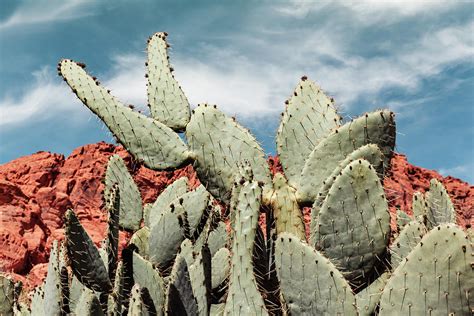 Green Prickly Desert Flora Photograph By Evgeniya Lystsova Fine Art