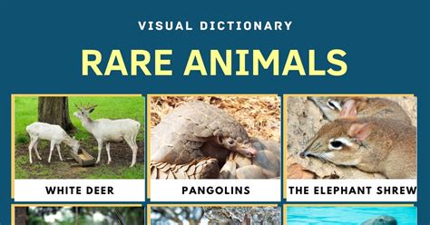 Very Rare Animals In The World With Names
