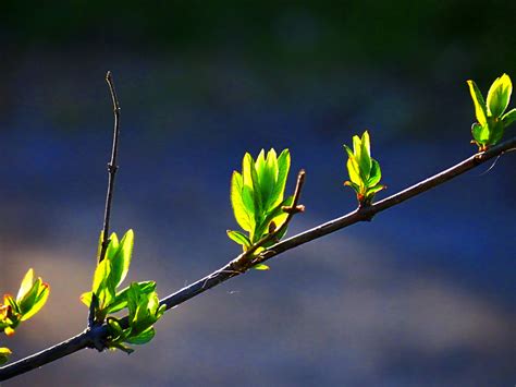 Free Images Landscape Tree Nature Grass Branch Blossom Sunlight