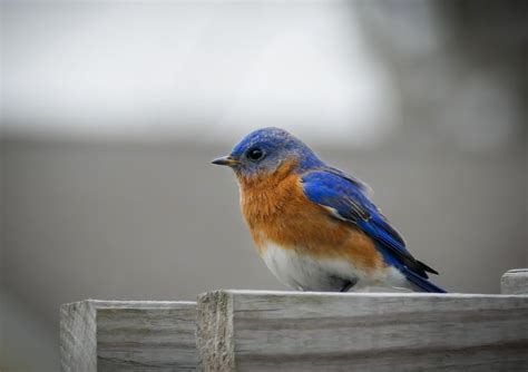 Free Stock Photo Of Blue Bluebird