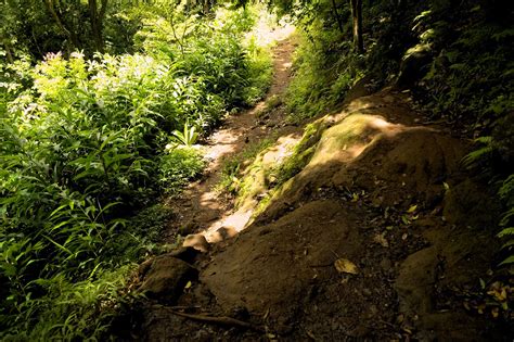 Makiki Arboretum Trail Make Your Way Through Round Top Forest Reserve