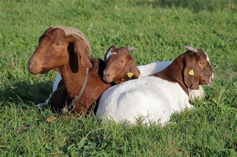 18 Best Goat Breeds For Meat Production With Pictures Pet Keen