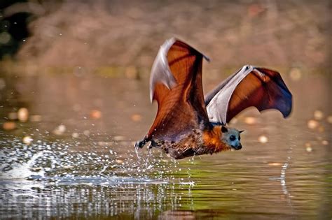 Seemorerocks Australia Mass Die Off Of Flying Foxes