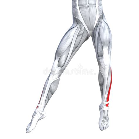 Concept 3d Illustration Strong Front Lower Leg Human Stock Illustration