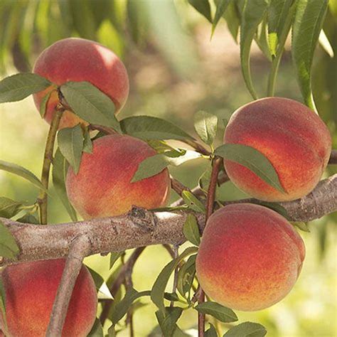 Plant features are recommendations for optimal performance. Contender Peach Tree very hardy | Peach trees, Fruit trees ...