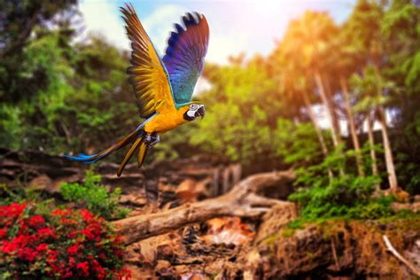 Birds Parrot Wings Animals Wallpapers Hd Desktop And Mobile