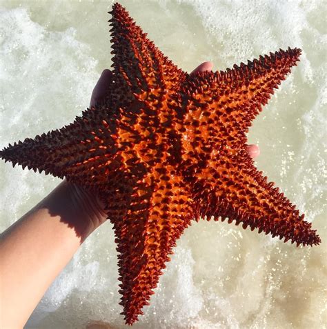 These Starfish Are All Over The Eastern Caribbean And Are Easy To Spot