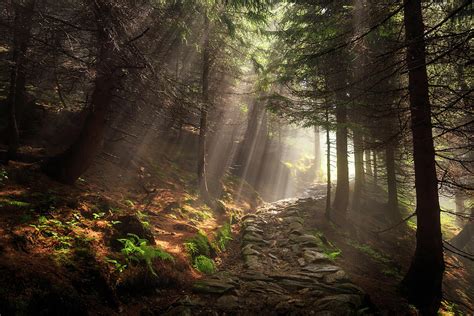 Beams Of Light In Mystic Forest Photograph By Martin Peyza Fine Art