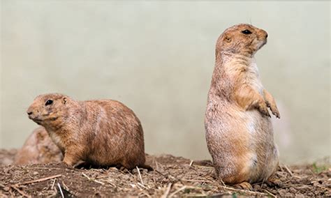 Black Tailed Prairie Dog Franklin Park Zoo