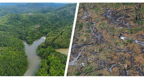 Amazon Rainforest Is Reaching Tipping Point And Will Begin