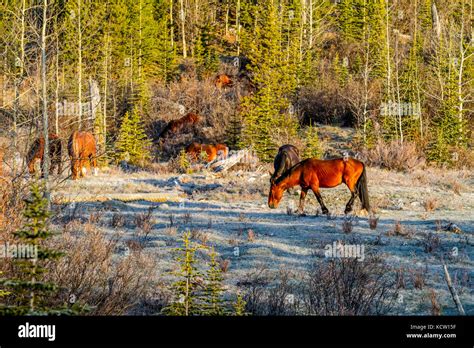 Alberta Canada Wild Wilderness Landscape Travel Outdoor Horizontal Hi