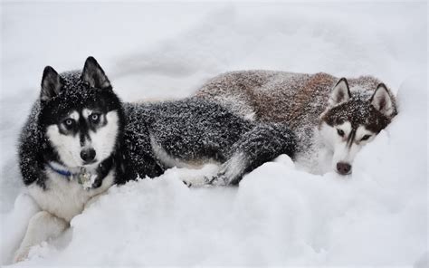 Wallpaper Snow Winter Vehicle Siberian Husky Alaskan Malamute
