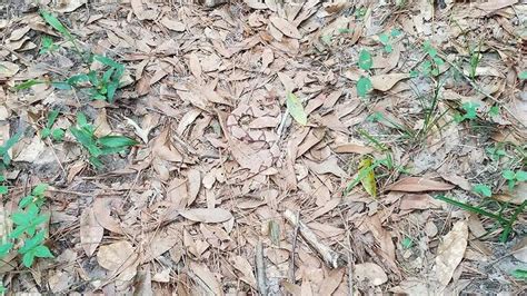 The couple explore their sexuality in lots of ways. Viral photo shows copperhead snake's amazing camouflage