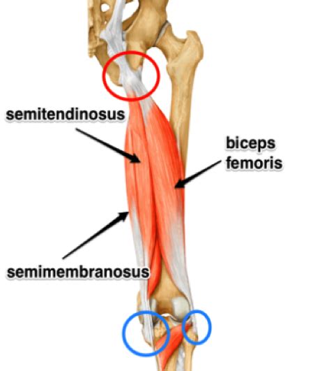 Hamstring Tendonitis Or Is It Hamstring Syndrome Zion Physical Therapy