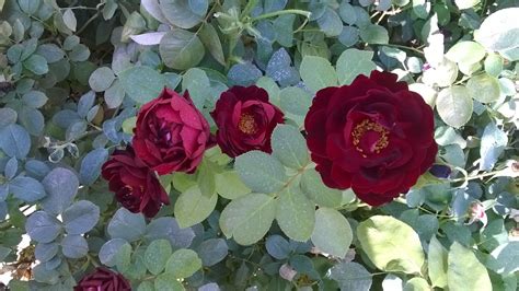 Malicorne Rogue Valley Roses