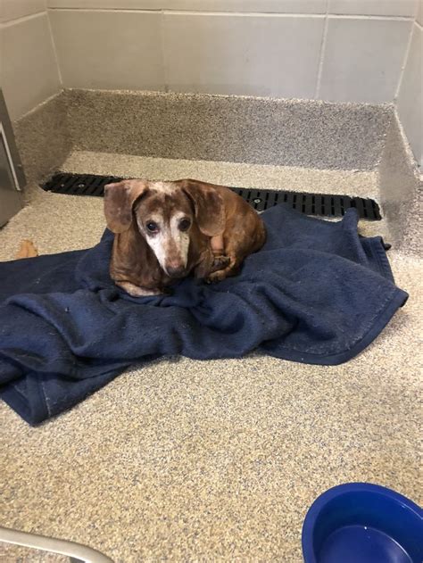 These dog parks include the flamingo bark park, pinetree bark park, washington avenue bark park, belle isle. Dachshund dog for Adoption in Virginia Beach, VA. ADN ...