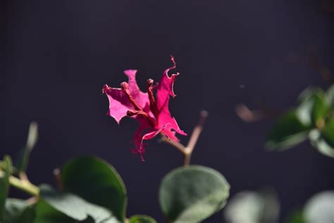 Bright Pink Flower Free Stock Photo Public Domain Pictures