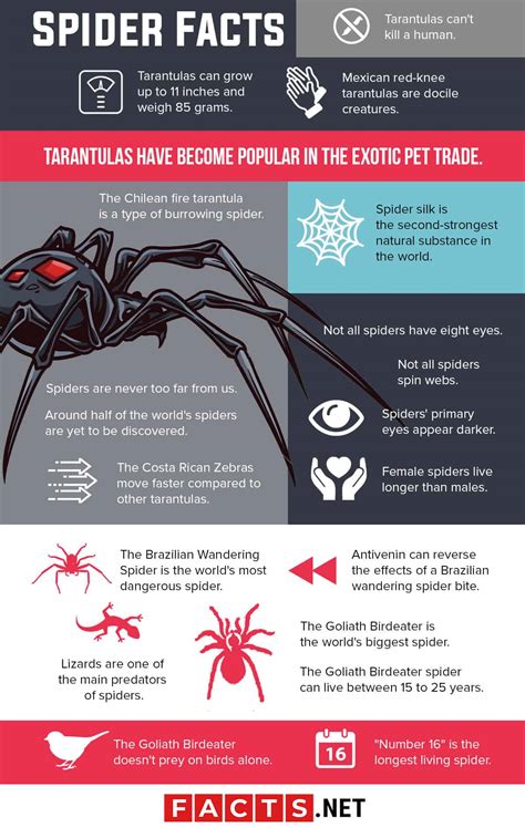 100 Interesting Spider Facts About The Worlds Most Feared Animal