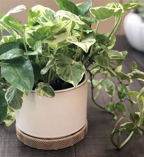 10 Low Light Indoor Plants The Can Thrive In Your Home And Office Natalie Linda