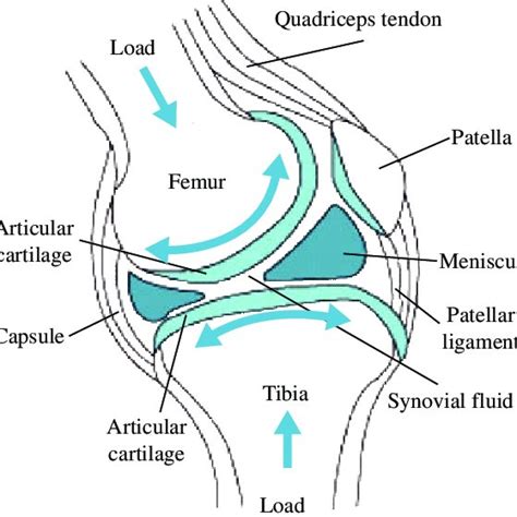 Different Parts In 3d Model Of Human Knee Download Scientific Diagram