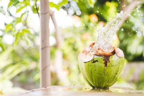 Saat tubuh mengalami demam, banyak keringat yang keluar untuk menurunkan suhu tubuh. Jangan asal minum, ini manfaat minum air kelapa untuk ...