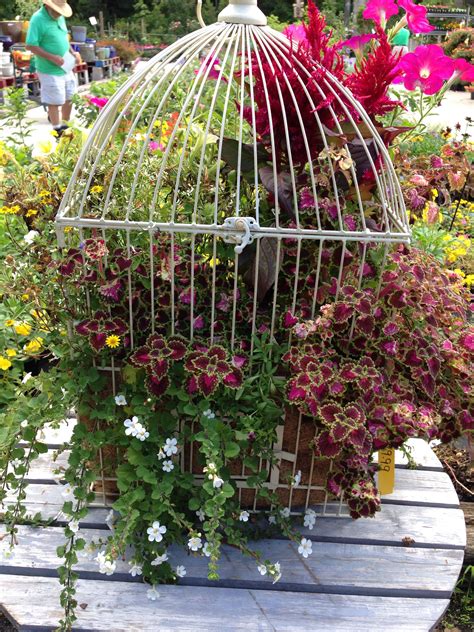 Birdcage Planter At Plants For All Seasons Birdcage