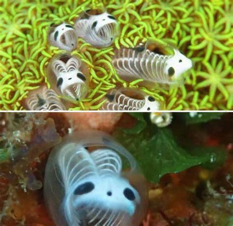 Fact Check Please The Skeleton Panda Sea Squirt Also Known As