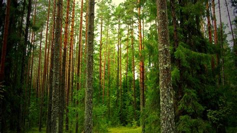 Long Height Green Trees In Forest Hd Forest Wallpapers Hd Wallpapers
