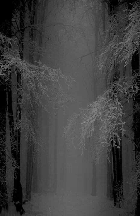 Haunted Old Trees Snow Forest Winter Scenes Beautiful Nature