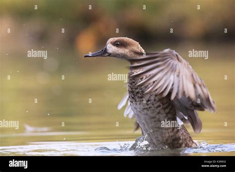 Marmaronetta Angustirostris Flying Hi Res Stock Photography And Images