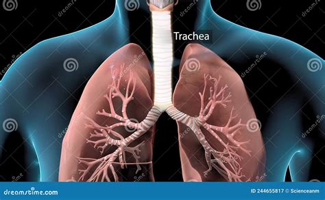 Los órganos Del Sistema Respiratorio Se Dividen En Tracto Respiratorio