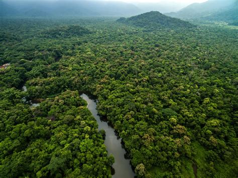 Conoce La Belleza De La Selva Amazónica De Colombia Mi Viaje