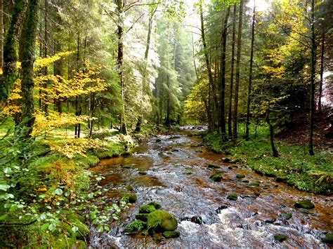 Wallpaper Nature River Wilderness Stream Rainforest Ravine Tree