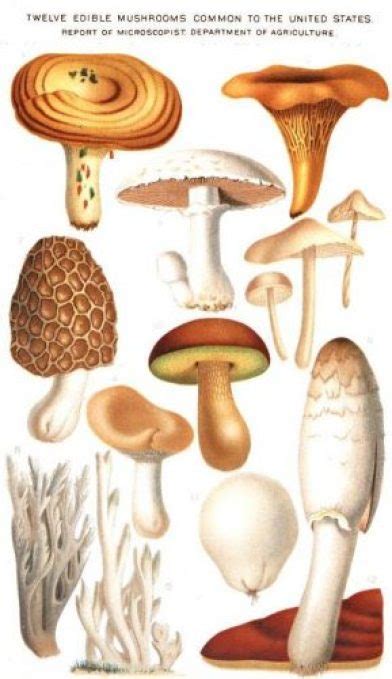 How Many Varieties Of Mushrooms Are There All Mushroom Info
