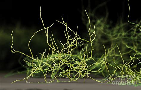 When viewed under the microscope, a. Aspergillus Niger Fungus Sem Photograph by Eye of Science